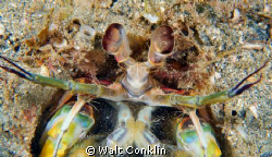 Back off/ This was my first encounter with a Mantis Shrim... by Walt Conklin 